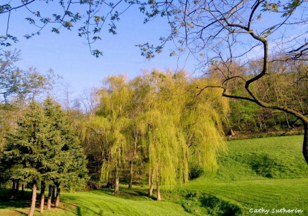 Willow Tree Valley - nature, branches, willow tree, tree, spring