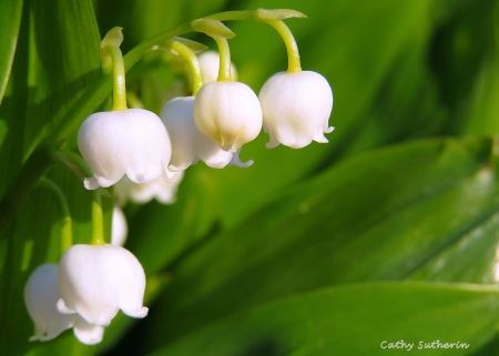 Innocence of Spring - flowers, white, nature, innocence, spring