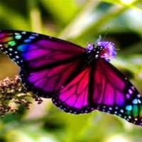 butterfly