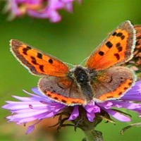 Orange moth on a flower