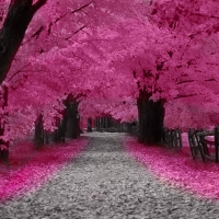 Pink Splendor