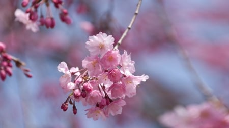 Spring Cherry - nature, blossoms, pink, photography, beajty, spring