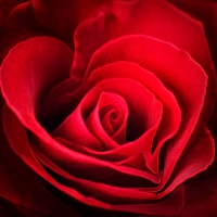 Heart Shape Red Rose