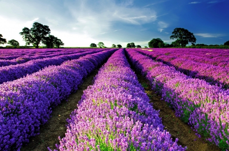 Purple field - sky, trees, fragrance, summer, field, meadow, lovely, purple, pretty, clouds, beautiful, rows, scent, lavender