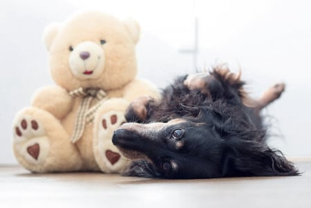 Dog and teddy bear - animal, pretty, cute, animals, beautiful, sweet, puppy, puppys, dogs, lovely, dog