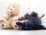 Dog and teddy bear