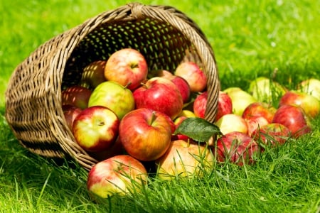 Fruits - summer, grass, apples, fruits