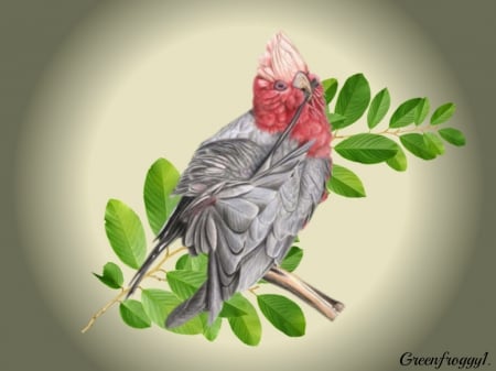 GALAH - animal, nature, bird, galah