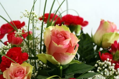 Pink Roses - beauty, nature, cool, roses, pink, arragement