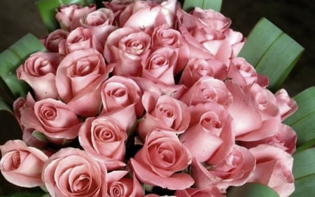 Rose of sweet thoughts - beauty, flowers, roses, pink