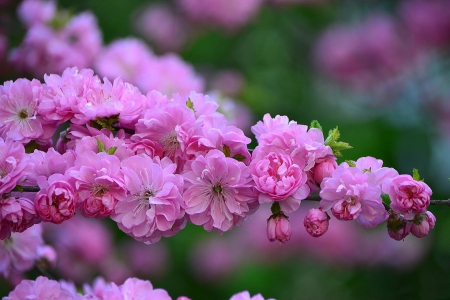 * Sakura * - flowers, trees, nature, flowering