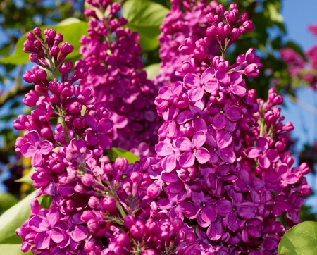 * Lilacs * - flowers, flower, nature, lilacs