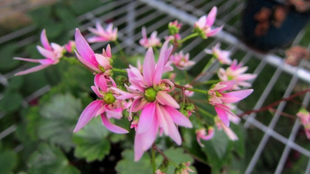 Lovely flower - pretty, flower, lovely, pink