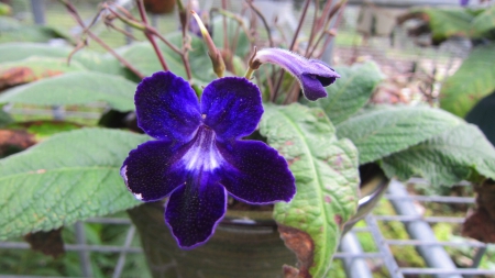 Purple flower - purple, pretty, lovely, flower