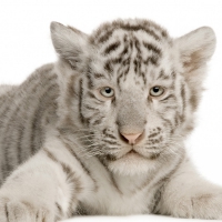 Tiger cub