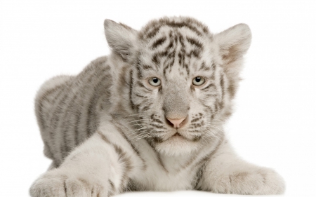 Tiger cub - white, animal, cub, cute, baby, tiger, stripes