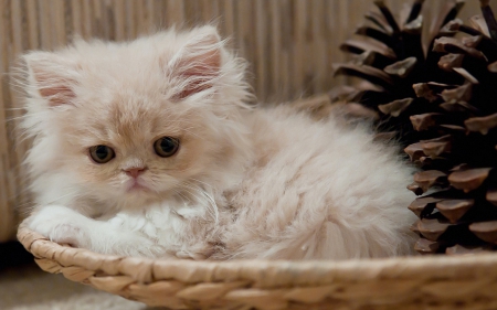 â™¥ - white, fluffy, cat, animal, basket, cone pine, kitten