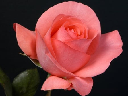 Beautiful Rose - rose, petals, pink, beautiful