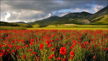 * Poppies blooming in the meadow * - flowers, flower, nature, meadow