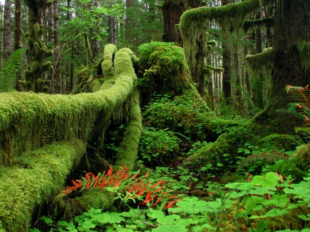 Rainforest, Olympic National Park - Biosphere Reserve, trees, ferns, beautiful, green, moss, Washington State, forest