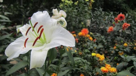 Lily - white, flower, lily, beautiful