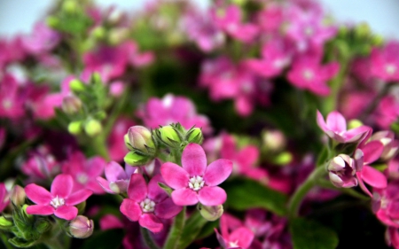 Beautiful flowers - flowers, petals, pink, nature