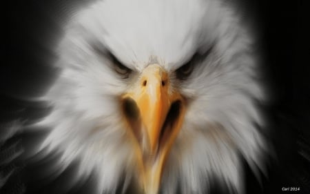 He has the look - art, eagle, animals, birds