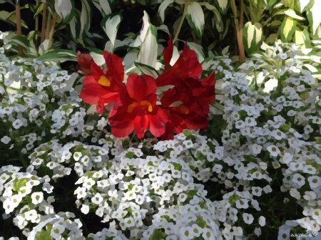 White&Red - white, beautiful, red, painted, flowers, spring