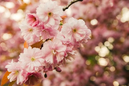 Pretty Flowers - nature, bokeh, spring flowers, flowers, spring