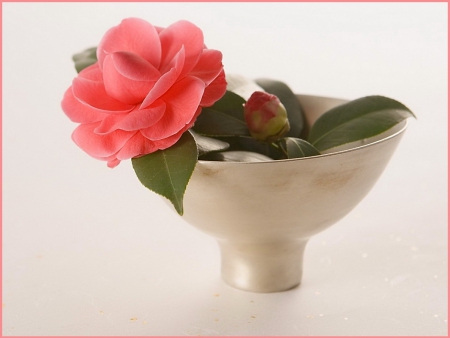 Single bloom - rose, flower, pink, bowl