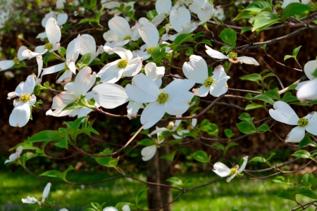 Dogwood Tree - white flowers, dogwood, dogwood tree, spring flowers, spring