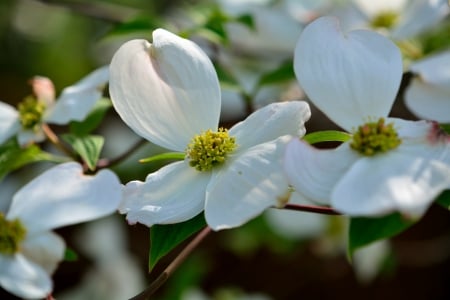 Spring Bloom - spring flowers, white flowers, spring tree, dogwood, spring bloom