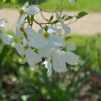 Spring In Full Bloom