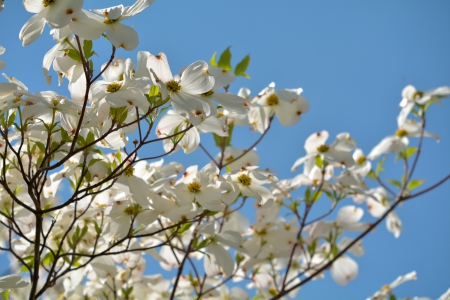 Spring Scene - spring flowers, white flowers, scenic spring, dogwood tree, dogwood, Spring Scene