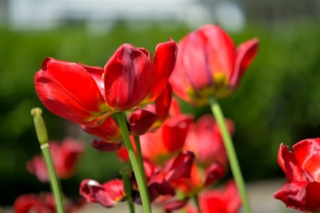 Red Rose - spring flowers, Red Rose, tulip, daffodil, red flowers