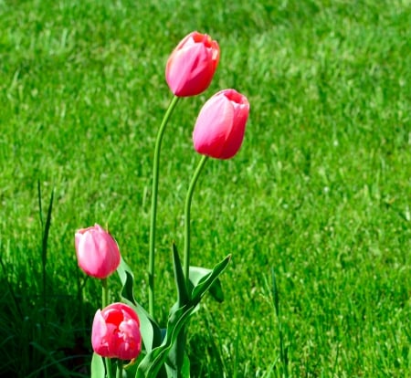 Pink Posy