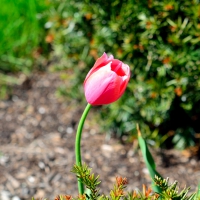 Spring Blossom