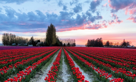 Evening In The Springtime Fields - farm, sky, trees, field, sunset, red, beautiful, clouds, green, tulip, flowers