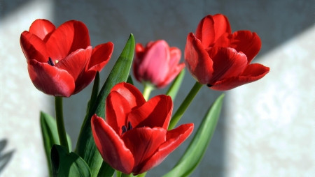 Red - four, flowers, tulip, red