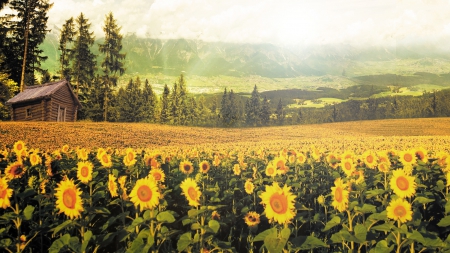 * Field of sunflowers * - nature, field, flowers, flower