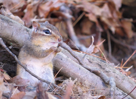 Spring and No Nuts! - fields, nature, trees, squirrel, woods, animal, country