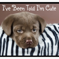 I've Been Told I'm Cute