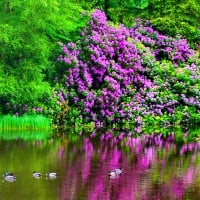 Ponds with garden flowers