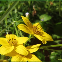 Fresh in Yellow