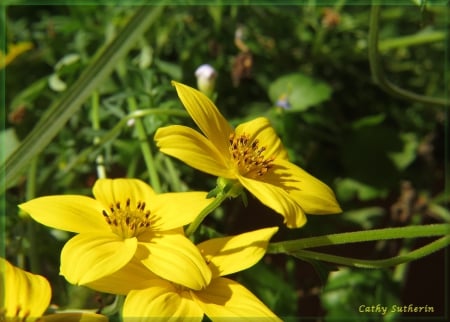 Fresh in Yellow - nature, autumn, yellow, summer, field, flower, country