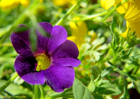 Spring in Purple - nature, purple, yellow, leaves, field, flower, country, spring