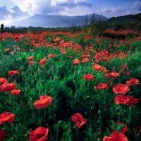 Poppy Fields