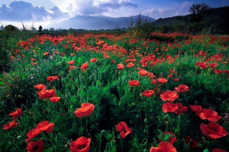 Poppy Fields - red, fields, nature, poopy