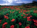 Poppy Fields