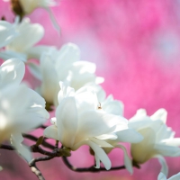 Magnolia Bloom